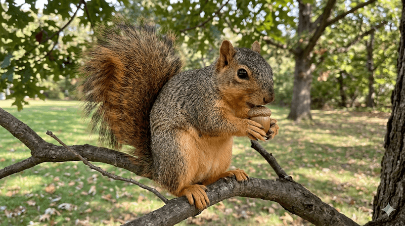 Fox Squirrel